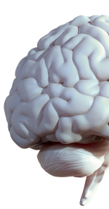  A cut-out graphic of half of a brain. 