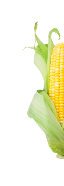 PP