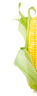 ARIA Programmableplants Image
